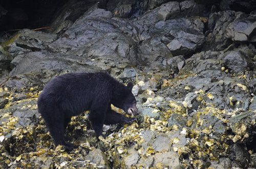 Amerikanischer Schwarzbär